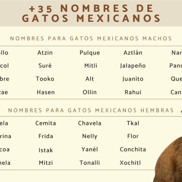 Los mejores Nombres mayas para gatos