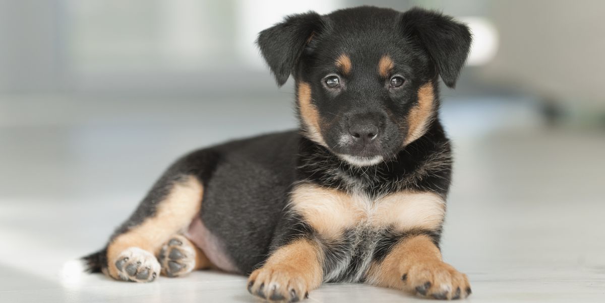 Nombres Medicos para Perros