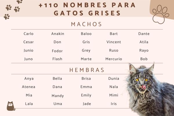 Los mejores Nombres misteriosos para gatos