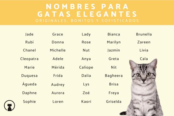 Lista de Nombres originales para gatas tricolor
