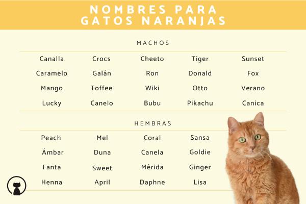 Nombres para Gatas Color Naranja