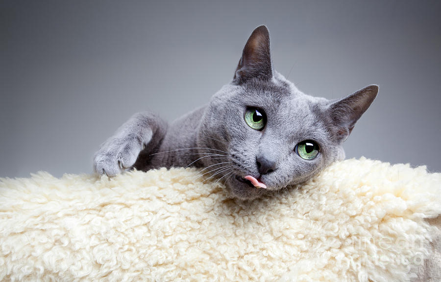 Lista de Nombres para gatas azul ruso
