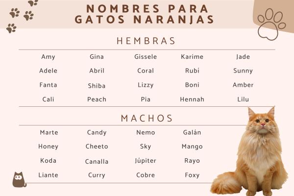 Los mejores Nombres para gatas color naranja