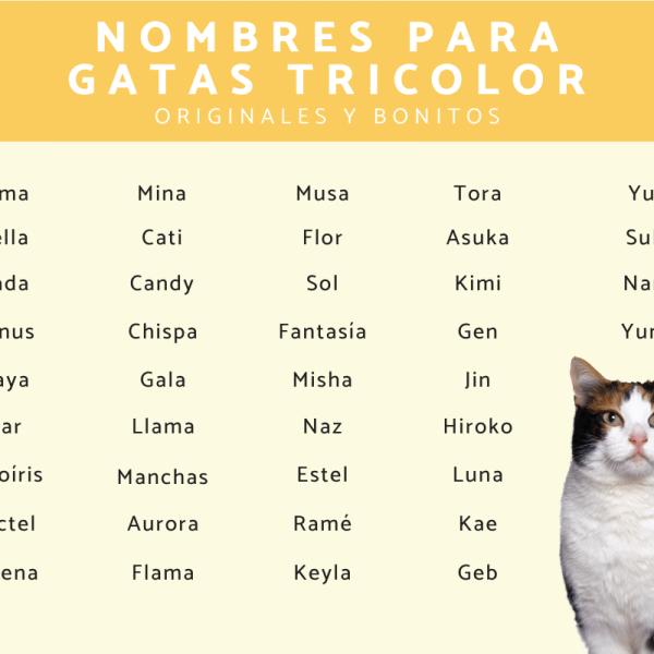 Nombres para Gatas de 3 Colores