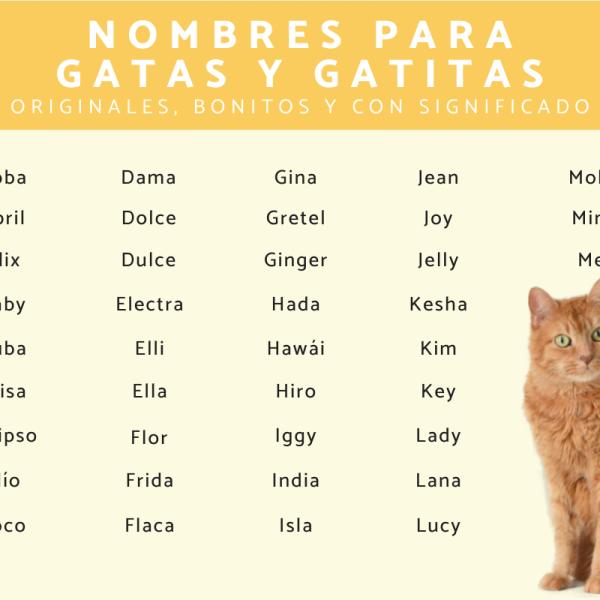 Los mejores Nombres para gatas pardas