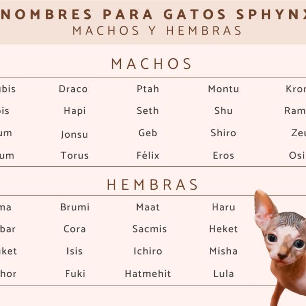 Nombres para Gatas Sphynx