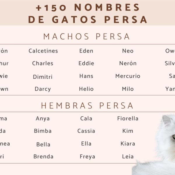 Los mejores Nombres para gatos angora