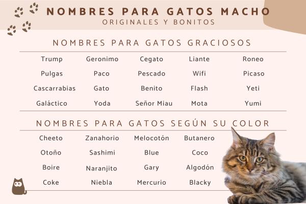 Nombres para Gatos Color Beige