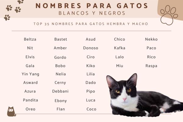 Nombres para Gatos con Manchas Blancas y Negras