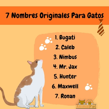Nombres para Gatos de Peluche
