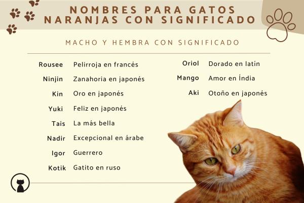Lista de Nombres para gatos dorados