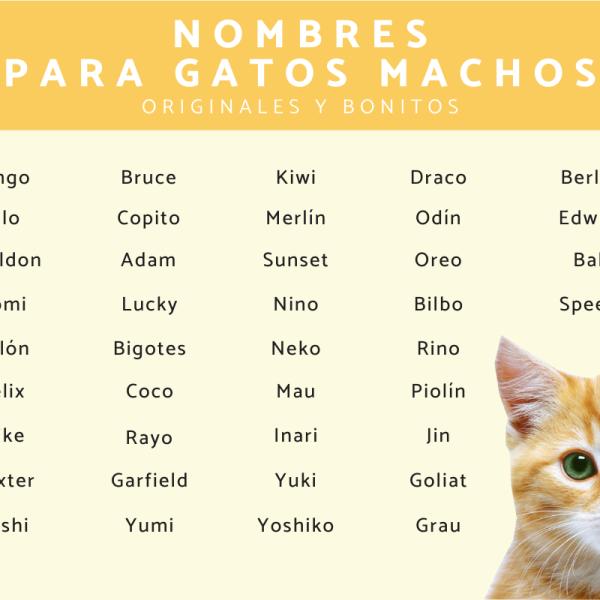 Nombres para Gatos Épicos