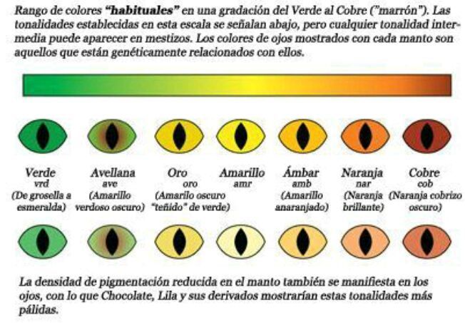 Los mejores Nombres para gatos guerreros