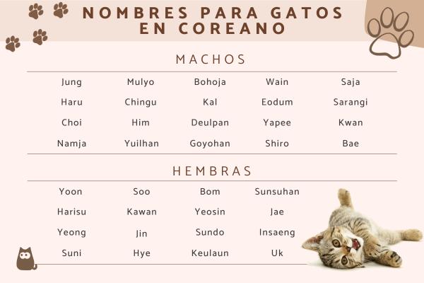 Nombres para Gatos Hembra Coreanos