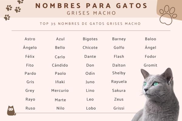 Los mejores Nombres para gatos hembras grises