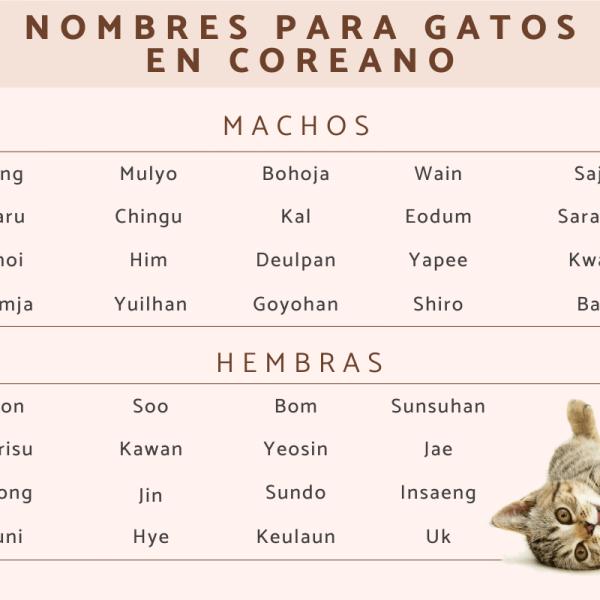 Los mejores Nombres para gatos kpop
