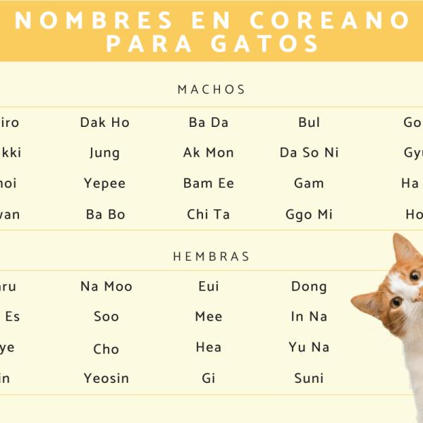 Lista de Nombres para gatos kpop