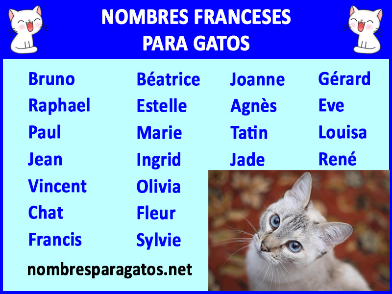 Lista de Nombres para gatos machos en francés