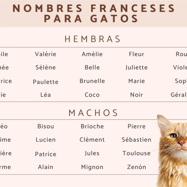 Nombres para Gatos Machos en Francés