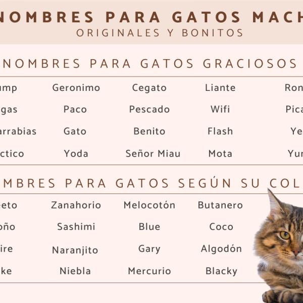 Los mejores Nombres para gatos machos negro