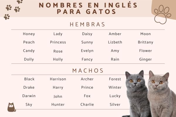 Lista de Nombres para gatos machos negro