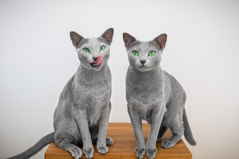 Los mejores Nombres para gatos mellizos