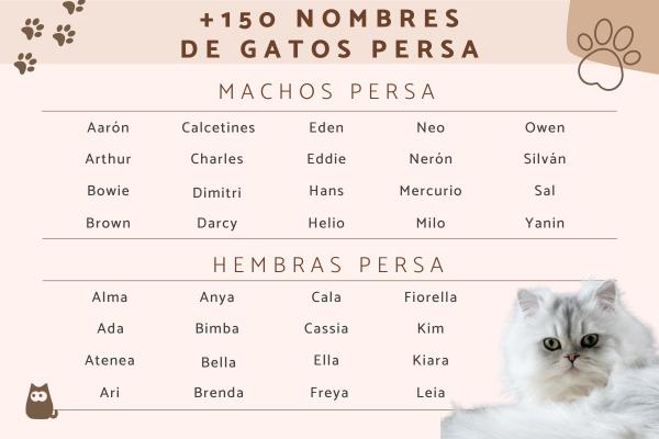 Nombres para Gatos Persa Blancos