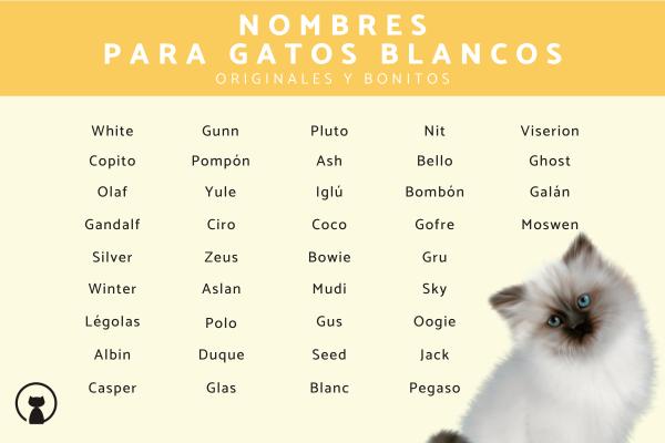 Nombres para Gatos Ragdoll