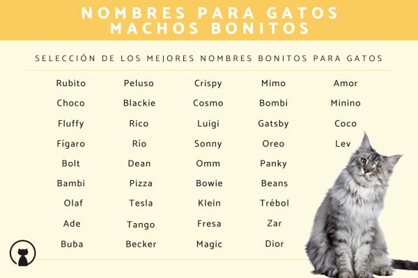 Los mejores Nombres para gatos random