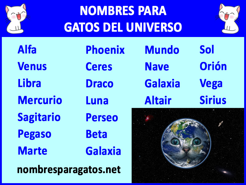 Los mejores Nombres para gatos relacionados con el universo
