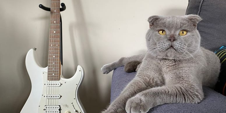 Los mejores Nombres para gatos rockeros