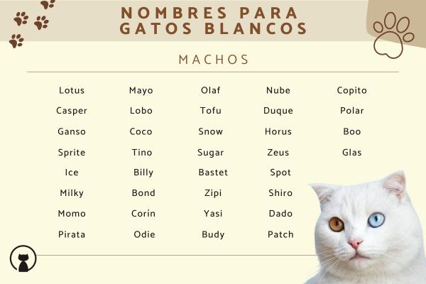 Los mejores Nombres para parejas de gatos macho y hembra