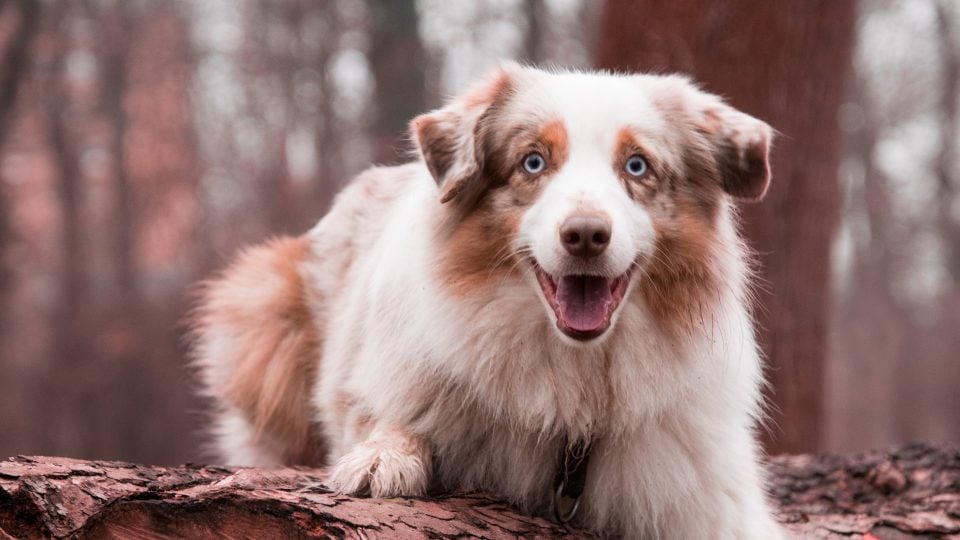Nombres para Perros Australian Shepherd