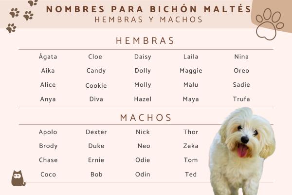 Nombres para Perros Bichon Maltes