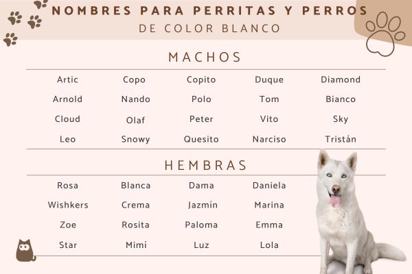 Nombres para Perros Blancos Pequeños