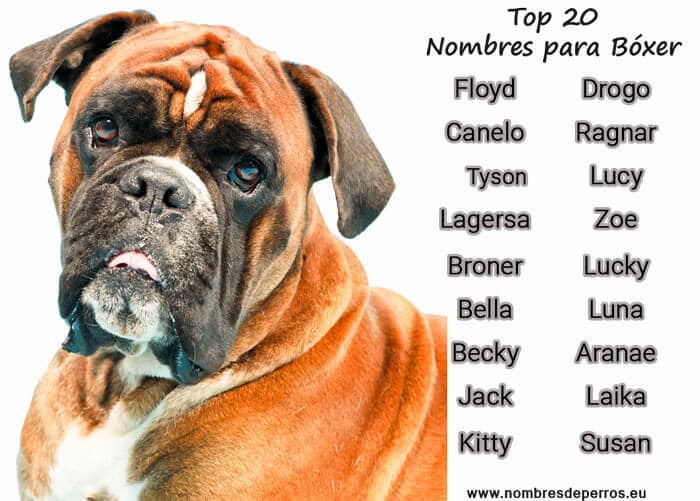 Nombres para Perros Boxer Blancos