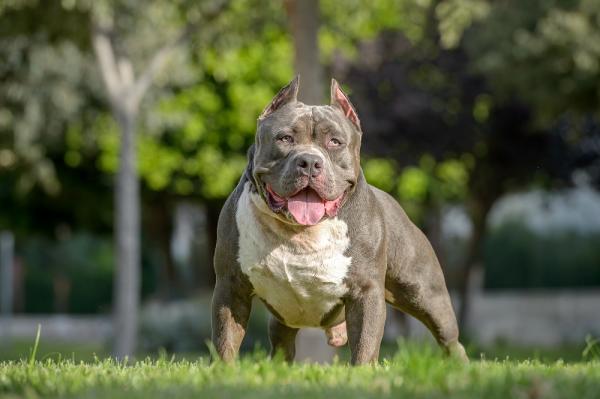 Nombres para Perros Bully