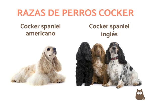 Nombres para Perros Cocker