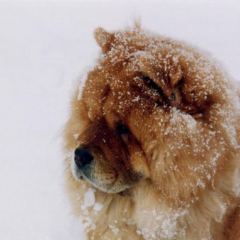 Nombres para Perros Chinos con Significado