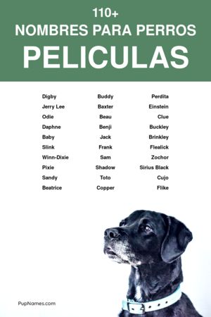 Nombres para Perros de Series y Películas