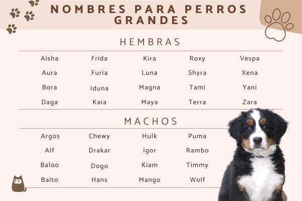 Nombres para Perros Dogos
