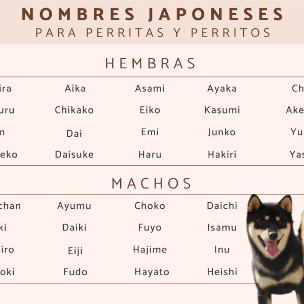 Nombres para Perros Hembras Akita