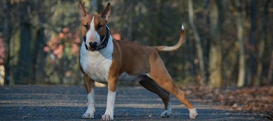 Nombres para Perros Hembras Bull Terrier