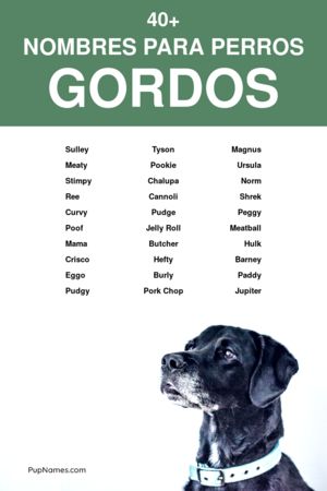 Nombres para Perros Gorditos
