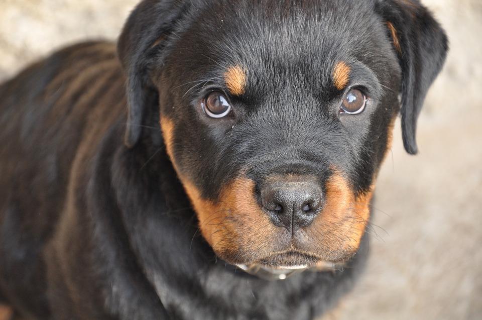 Nombres para Perros Hembras Rottweiler