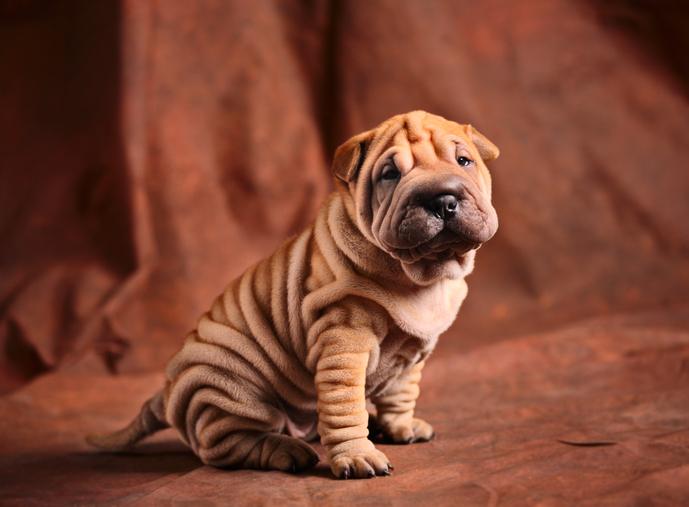 Nombres para Perros Hembras Shar Pei