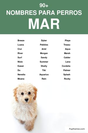 Nombres para Perros Inspirados en el Mar