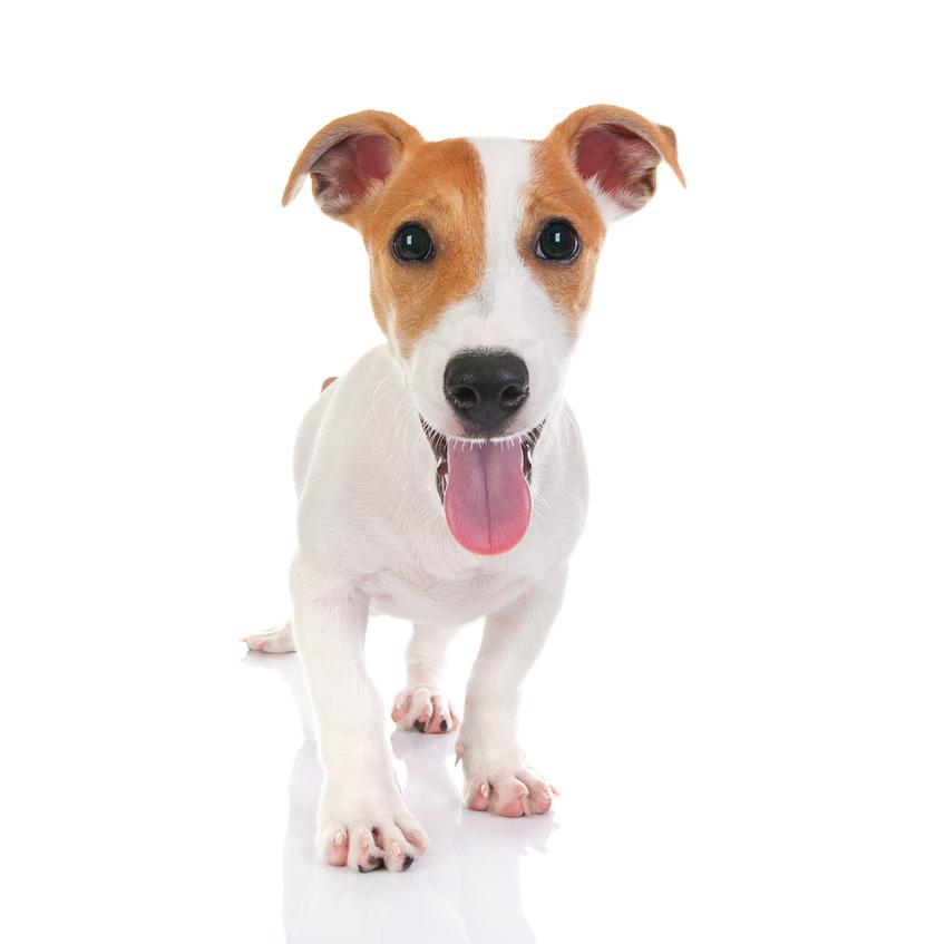 Nombres para Perros Jack Russell