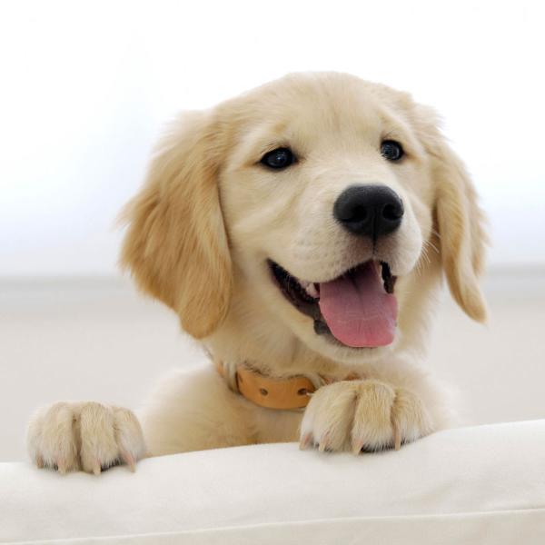 Nombres para Perros Labradores Machos Negros