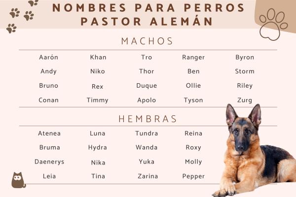 Nombres para Perros Machos Malinois